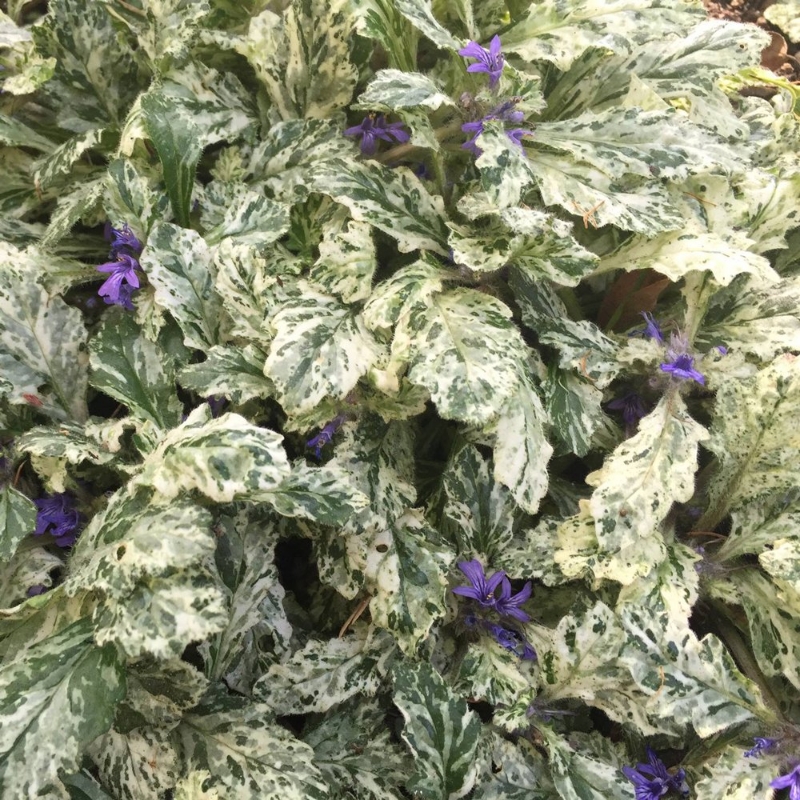 Picture of Sparkler Ajuga Plant