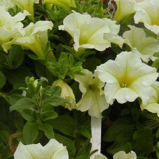 Picture of Surfinia® Trailing Lime Petunia Plant