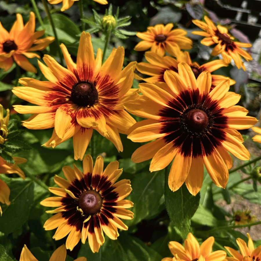 Picture of Denver Daisy Rudbeckia Plant