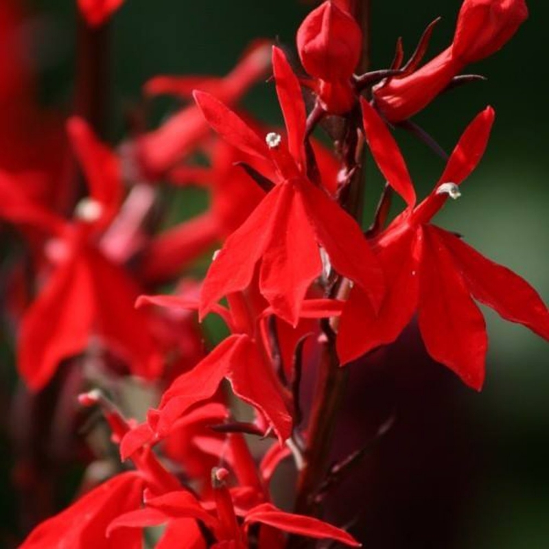 Picture of Queen Victoria Lobelia Plant