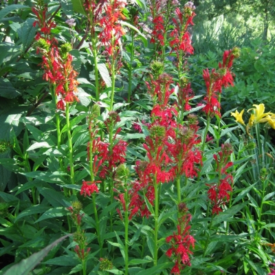 Picture of Cardinalis Lobelia Plant