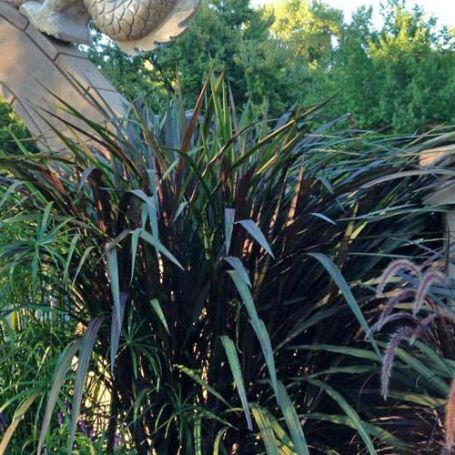 Picture of Prince Pennisetum Grass Plant