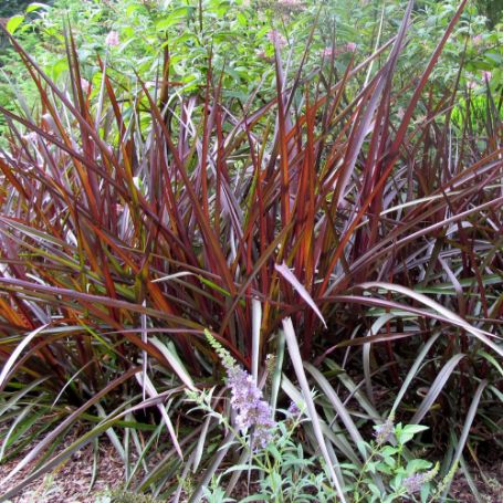 Picture of Princess Caroline Pennisetum Grass Plant