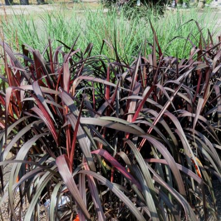 Picture of Princess Molly Pennisetum Grass Plant