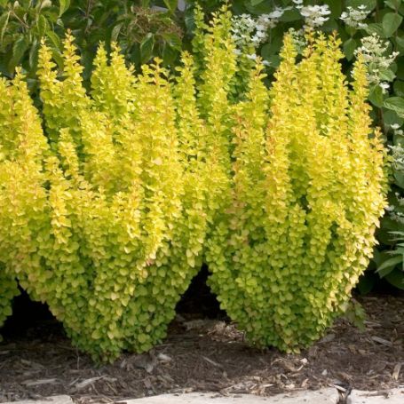 Picture of Sunjoy® Gold Pillar® Barberry Plant