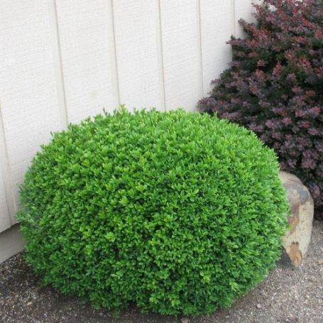 Picture of Green Gem Buxus Bush