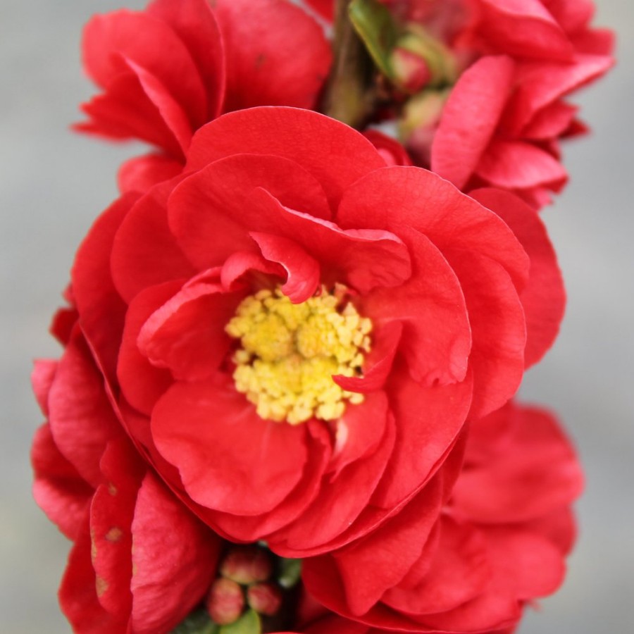 The Double Take Scarlet Storm Chaenomeles Plant is a thornless shrub with large, double red flowers