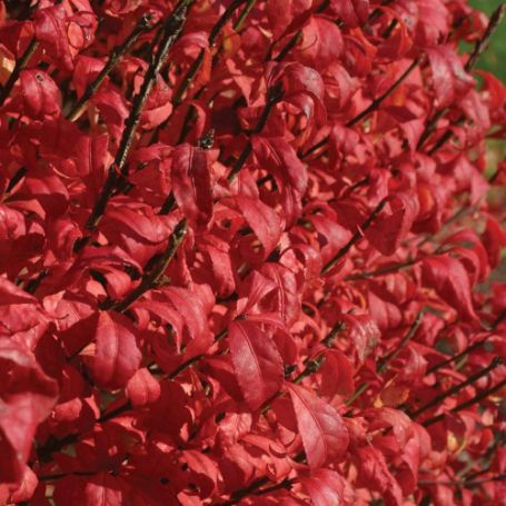 Picture of Fire Ball® Euonymus Plant