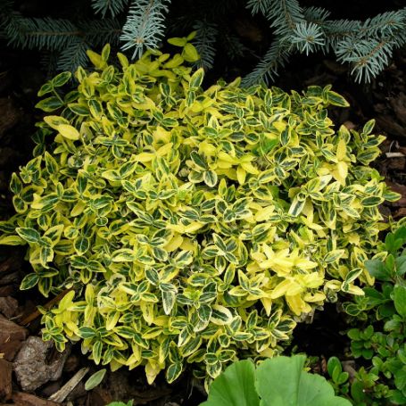 Picture of Emerald 'N Gold Euonymus Plant