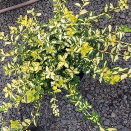 Picture of Blondy Euonymus Plant