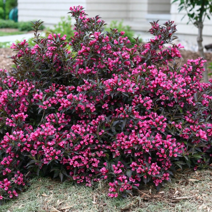 A dense Spilled Wine covered in pink bloom accented with dark leaves