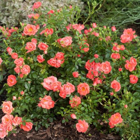 A cluster of coral-colored roses blooming on a bush in a garden