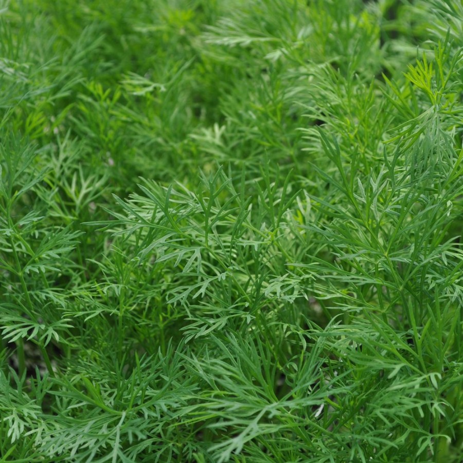 Dukat Dill Herb Plant with feathery, lush green foliage, deer resistant and pollinator friendly