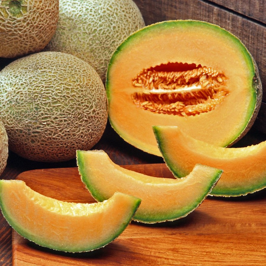 Delicious 51 Cantaloupe Plant, disease resistant, small and sweet