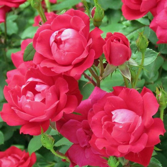 A cluster of fully bloomed red roses with green leaves