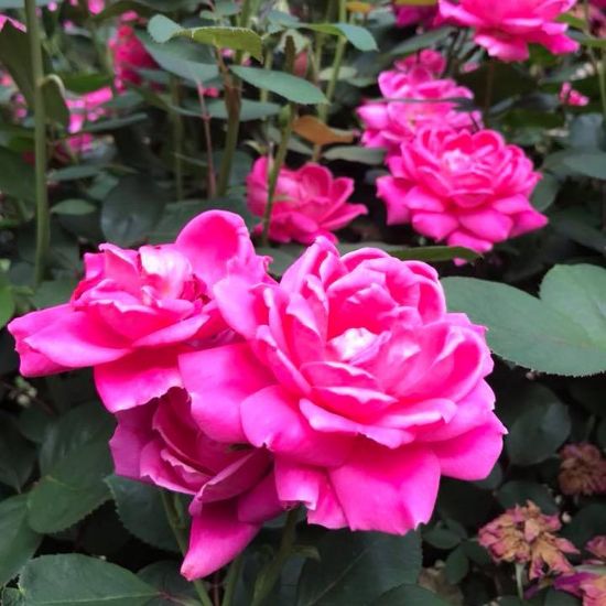 A cluster of fully bloomed pink roses in a garden