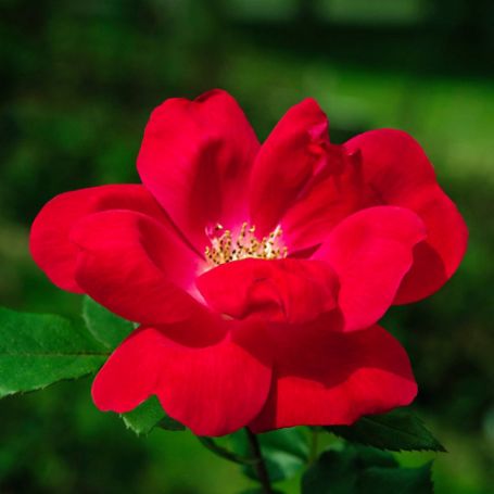 A single, fully bloomed red rose