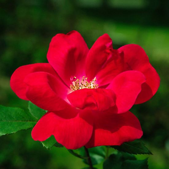 A single, fully bloomed red rose