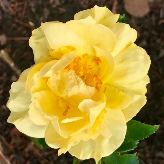 A fully bloomed yellow rose with a prominent center