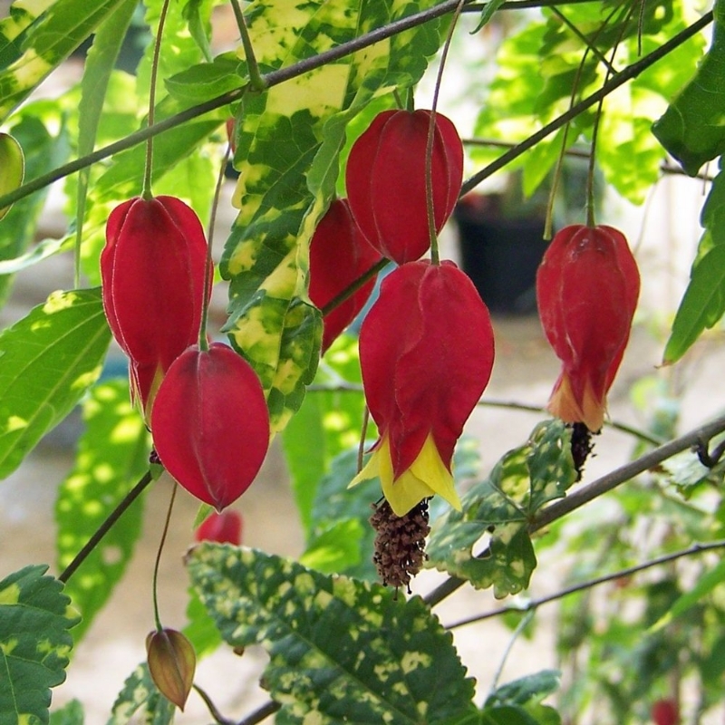 Picture of Variegatum Abutilon Plant