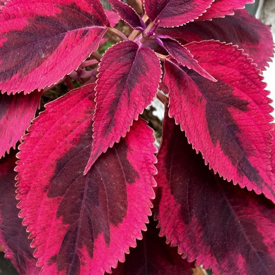 Picture of Mariposa Coleus Plant