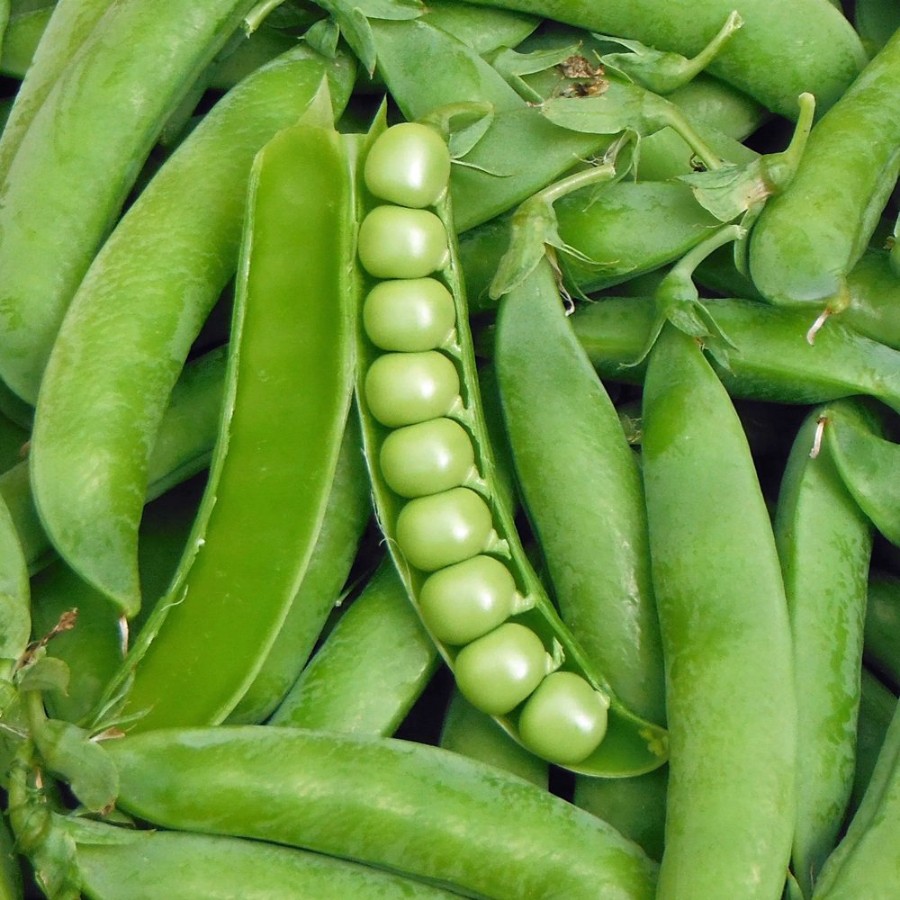 Lincoln Pea Plant, shelling variety, high yield