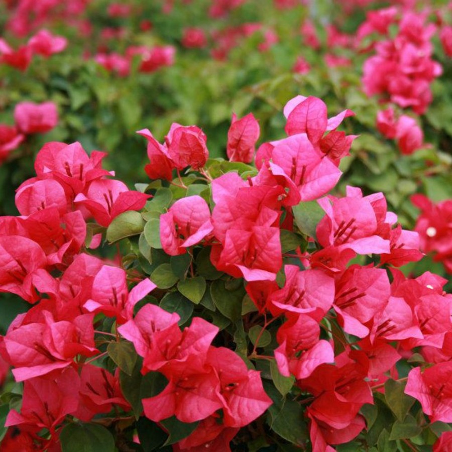 Picture of Juanita Hatten Bougainvillea Plant