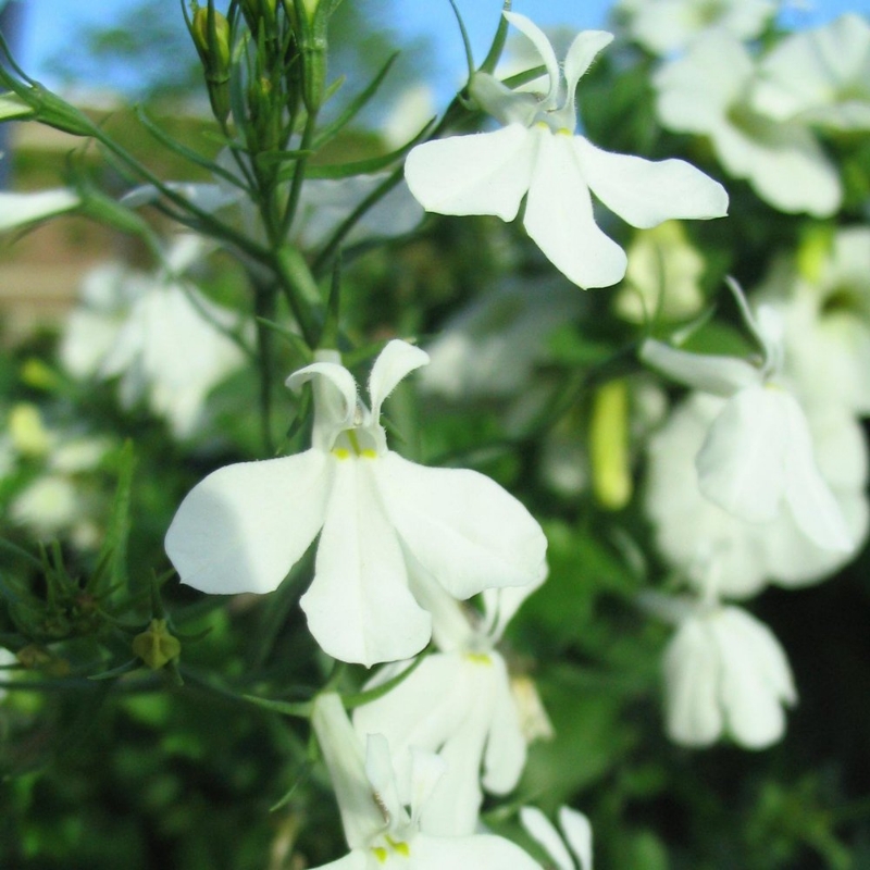 Picture of Regatta Trailing White Lobelia Plant