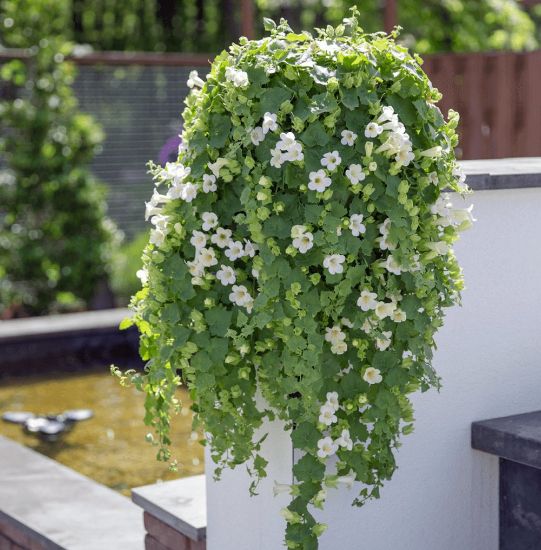 Picture of Lofos® White Lophospermum Plant