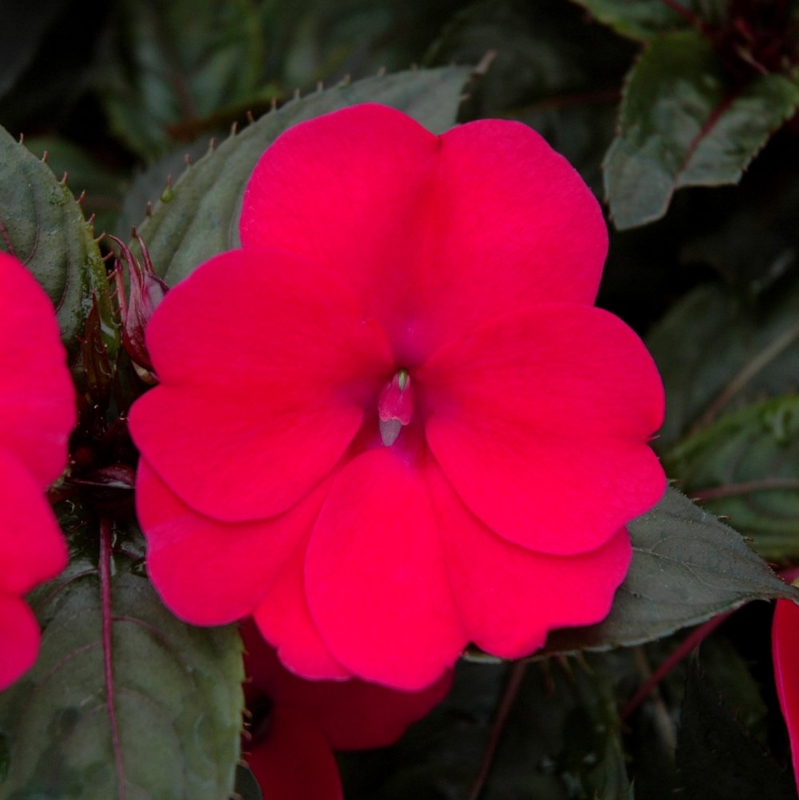 Picture of SunPatiens® Compact Deep Rose Impatiens Plant