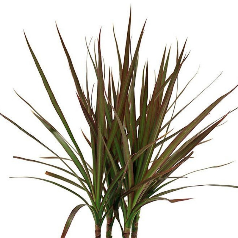 Picture of Marginata Magenta Spikes Dracaena Plant