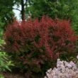 Picture of Sunjoy® Cinnamon Barberry Plant