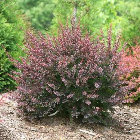 Picture of Sunjoy® Syrah Barberry Plant