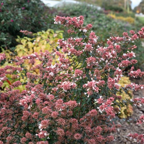 Picture of Ruby Anniversary® Abelia Plant