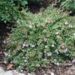 Picture of Pinky Bells® Abelia Plant