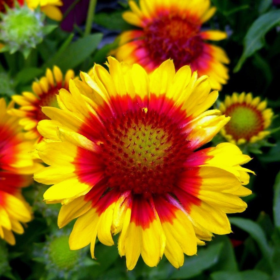 Picture of Mesa Bright Bicolor Gaillardia Plant