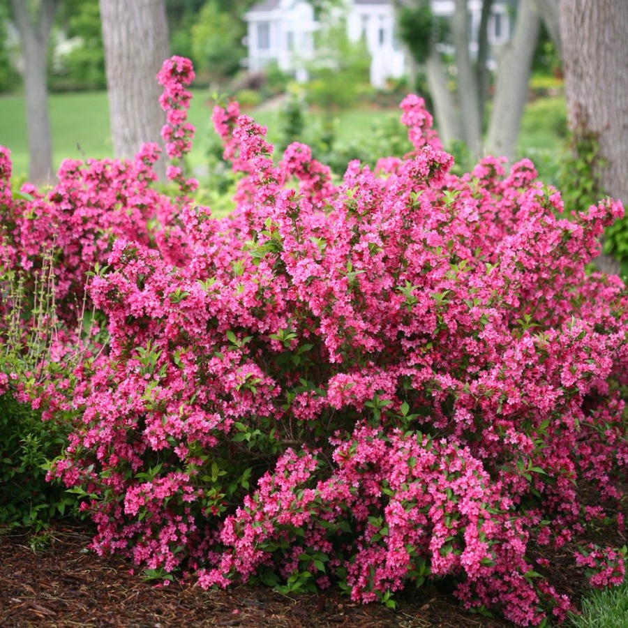 A Sonic Bloom Pink completely covered in clusters of pink flowers