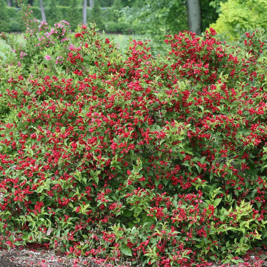 A dense Sonic Bloom Red covered in numerous red blooms