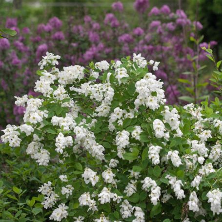Picture of Snow Day® Blizzard Exochorda Plant