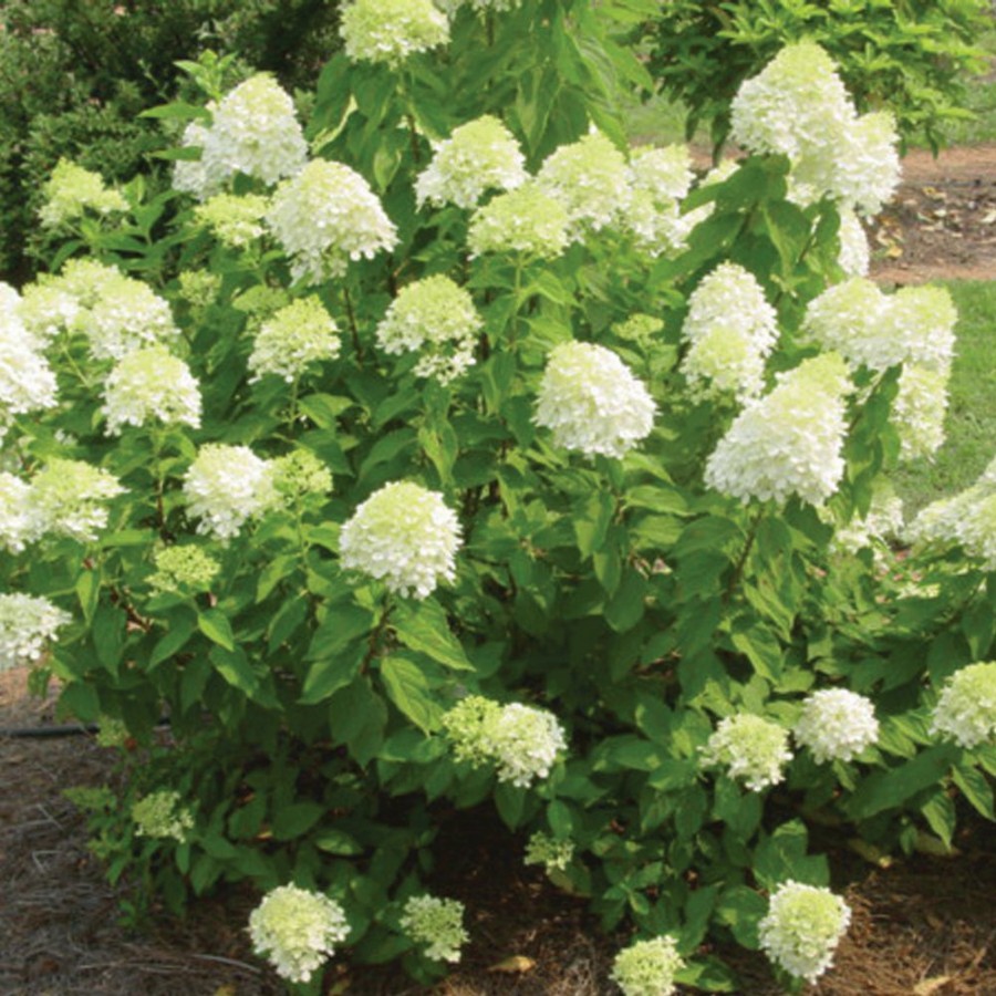 Little Lime Hydrangea plant is a compact shrub with lime-green blooms turning pink