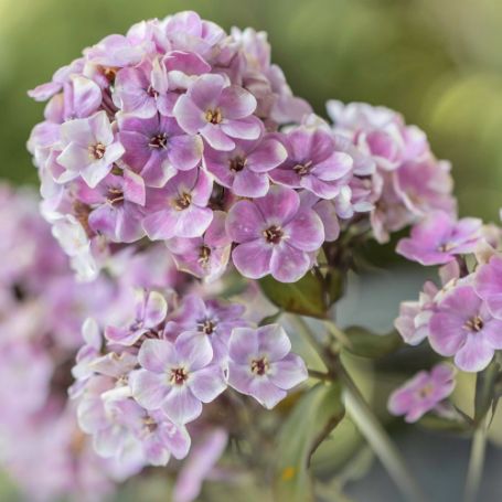 Picture of Sherbet Cocktail Garden Phlox Plant