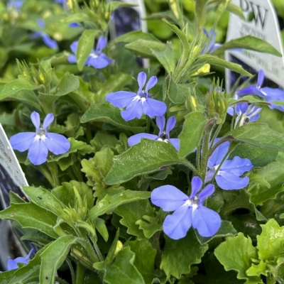 Picture of Laguna® Sky Blue Lobelia Plant