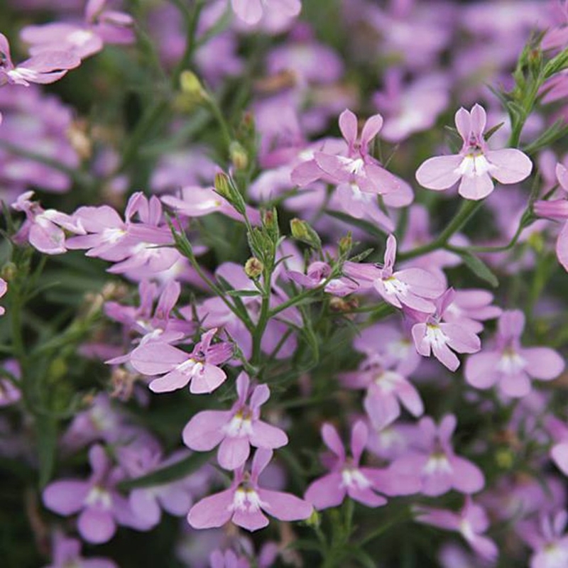 Picture of Laguna® Heavenly Lilac Lobelia Plant