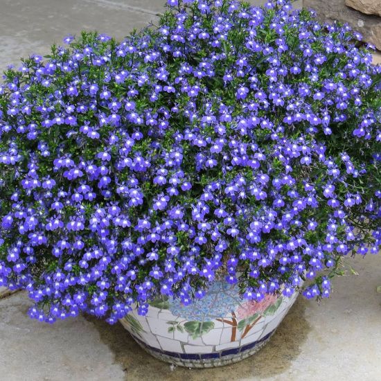 Picture of Laguna® Compact Blue with Eye Lobelia Plant