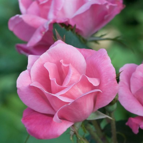 Picture of Pink Knock Out® Rose Bush