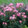 Picture of Pink Knock Out® Rose Bush