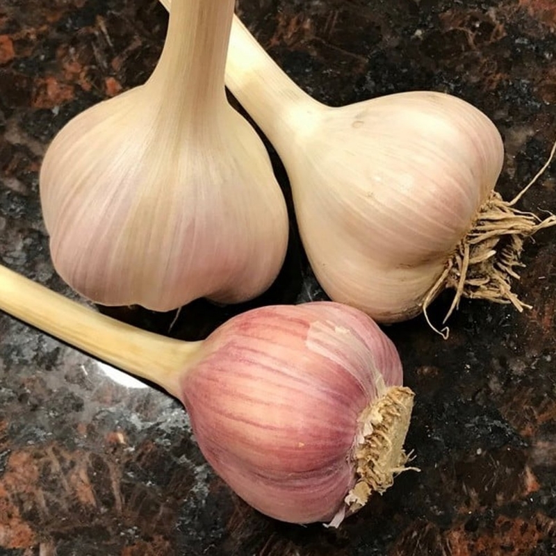 Picture of Music Garlic - 3 Bulb Pack