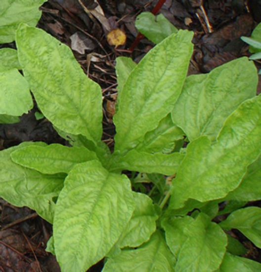 Picture of Green Pointed Leaf Edible Amaranth Plant