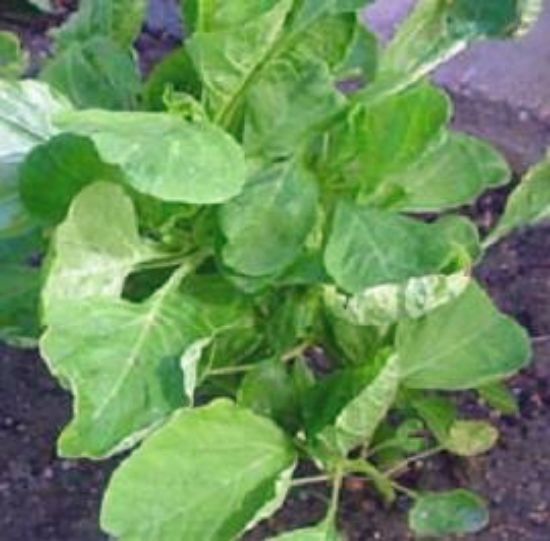 Picture of Green Round Leaf Edible Amaranth Plant