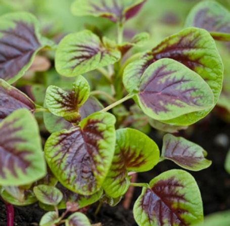 Picture of Red Stripe Leaf Edible Amaranth Plant